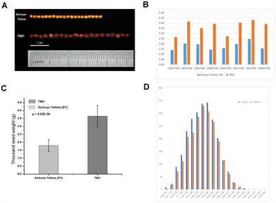 Integrated analysis of BSA-seq and RNA-seq identified the candidate genes for seed weight in Brassica juncea